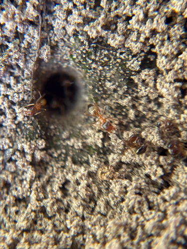 Yellow Pyramid Ant