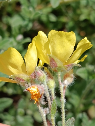 Woolly Rock Rose