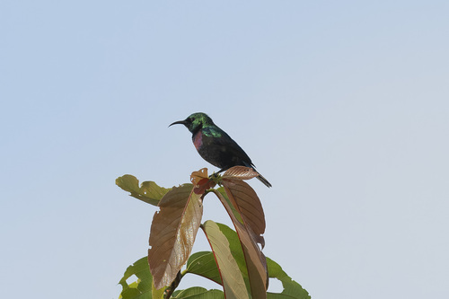Purple-banded Sunbird