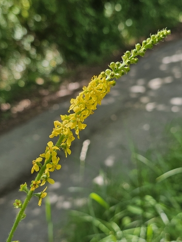 common agrimony