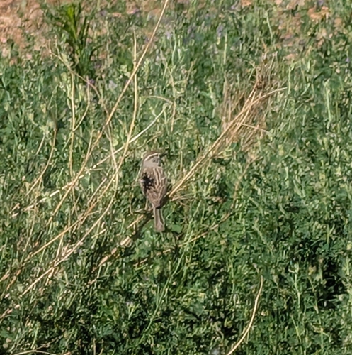 Brewer's Sparrow