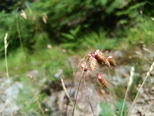 Greater Quaking Grass