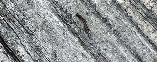 iNaturalist observation photo of American Square-headed Snakeflies