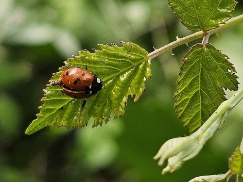 Seven-spotted Lady Beetle