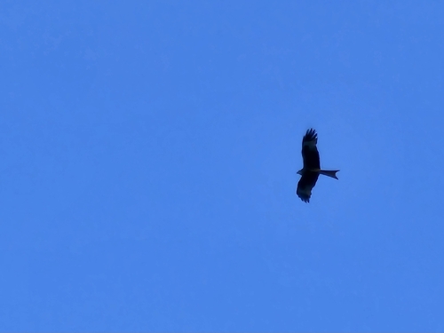 Red Kite