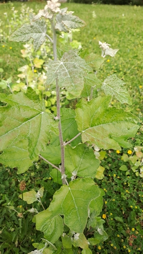 white poplar