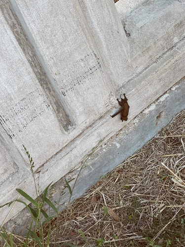 Mexican Free-tailed Bat