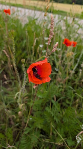 common poppy