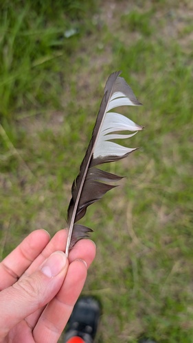 Eurasian Magpie