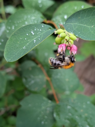 Common Carder Bumble Bee