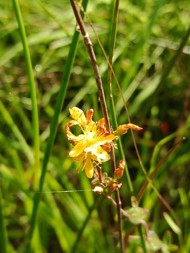 Slender St John's-wort