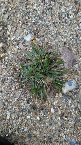 ribwort plantain