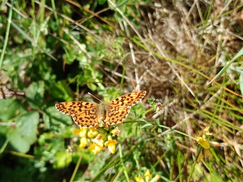 Weaver's Fritillary
