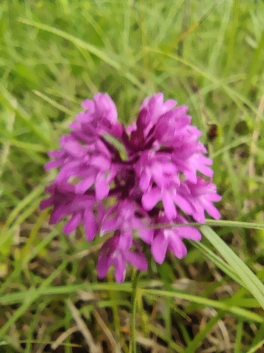 pyramidal orchid