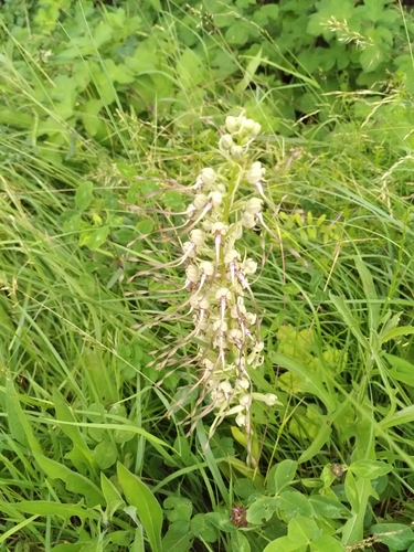 Lizard Orchid