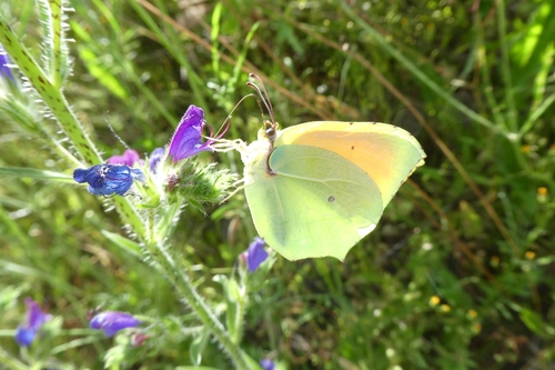 Cleopatra Butterfly