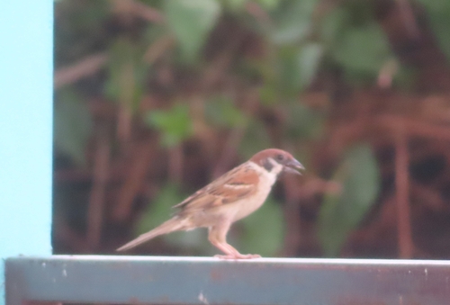 Eurasian Tree Sparrow