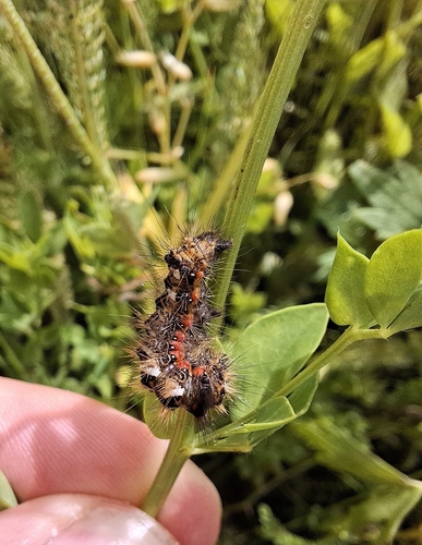 Knot Grass Moth