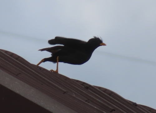 Great Myna