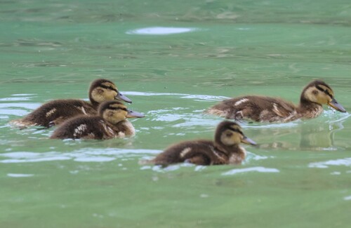 Mallard