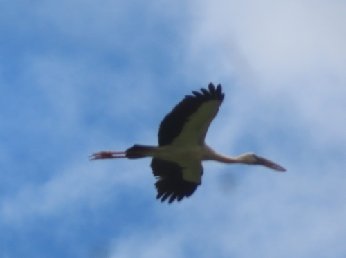 Asian Openbill