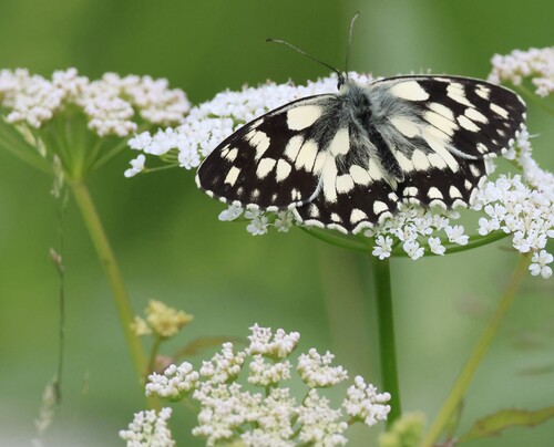 Marbled White
