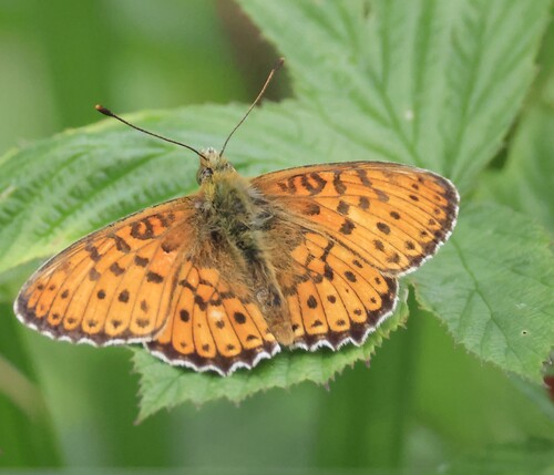 Marbled Fritillary