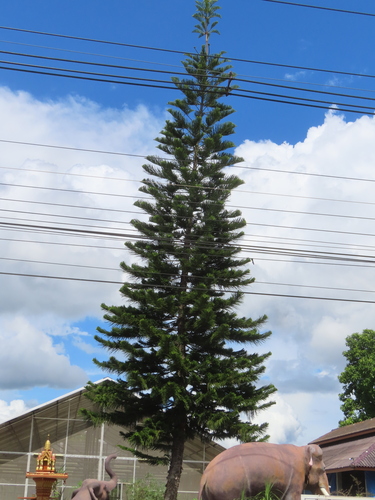 Cook pine