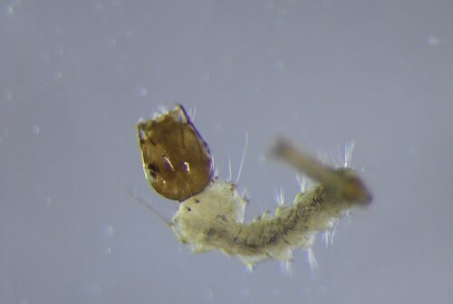 Uranotaenia sapphirina