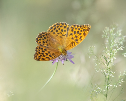 Silver-washed Fritillary