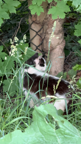 Domestic Cat