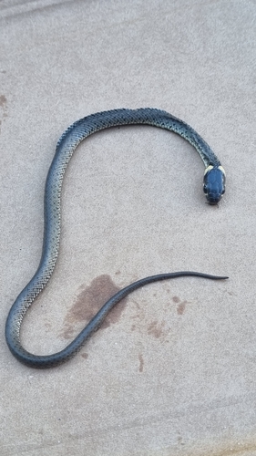 grass snake