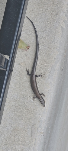 Four-lined Skink