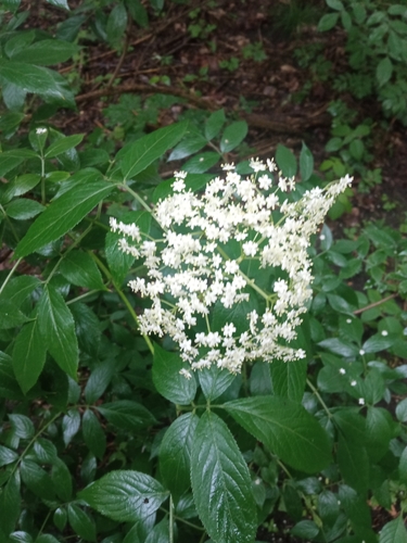 European black elderberry