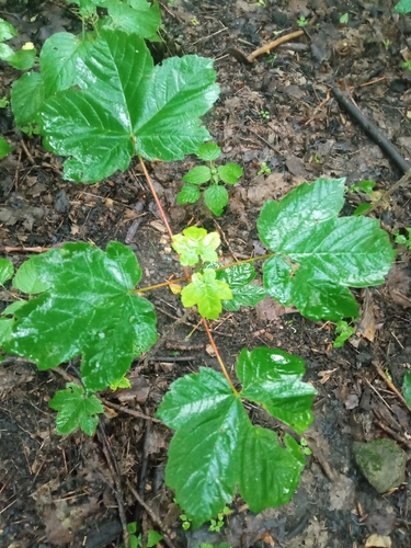 sycamore maple