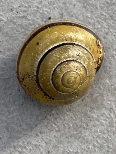 Brown-lipped Snail