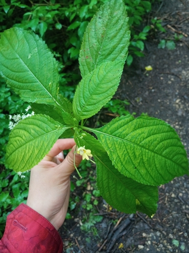 small balsam