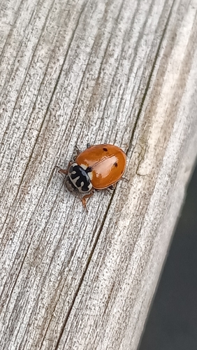 Variegated Lady Beetle