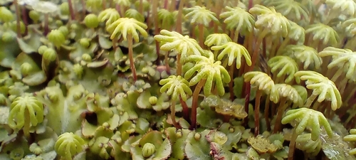 Common Liverwort