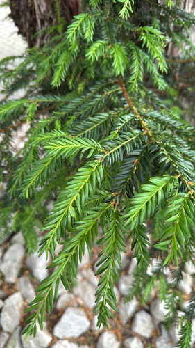 common yew