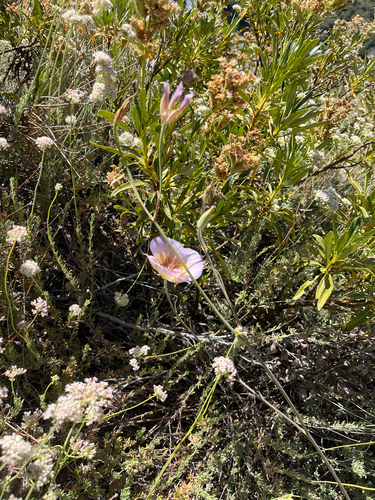 Plummer's Mariposa Lily