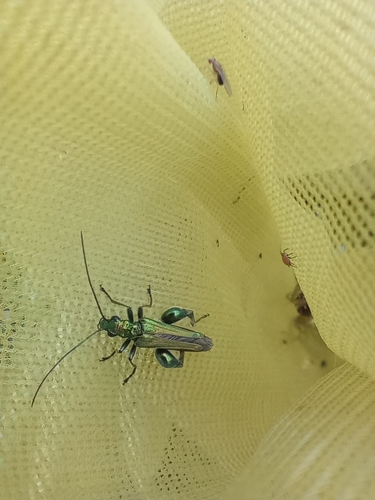 Thick-legged Flower Beetle