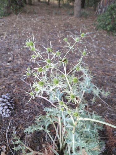 Field Eryngo