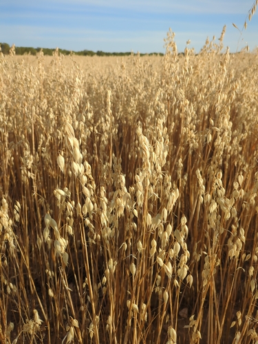 Common Oat