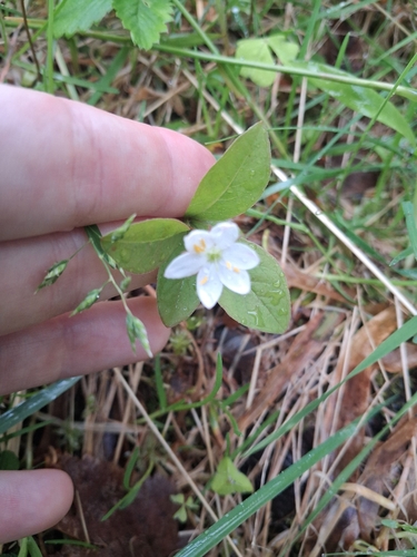 Arctic Starflower
