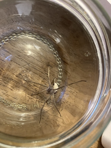 European Nursery Web spider