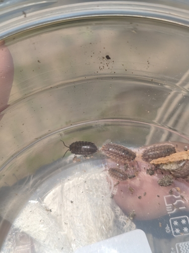 Trachelipus kervillei