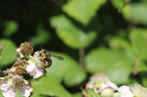 Florentine Woolcarder Bee