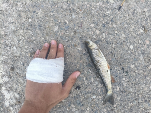 European Chub