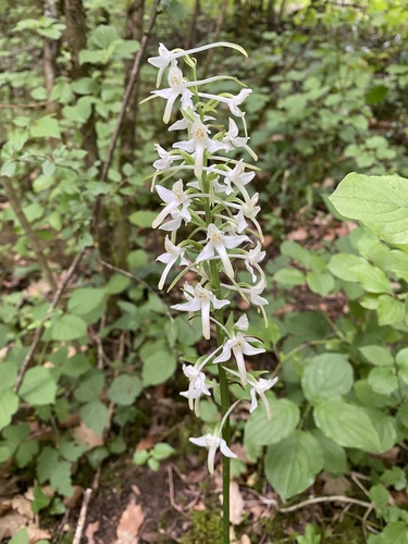 Lesser butterfly-orchid